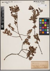 Foto von Salix aurita L.